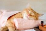 Facts About Cat Sleeping Habits