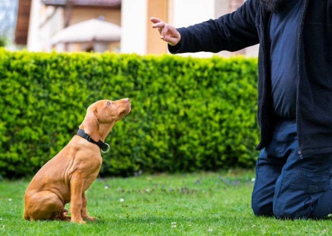 Get Rid of Distractions During Dog Training