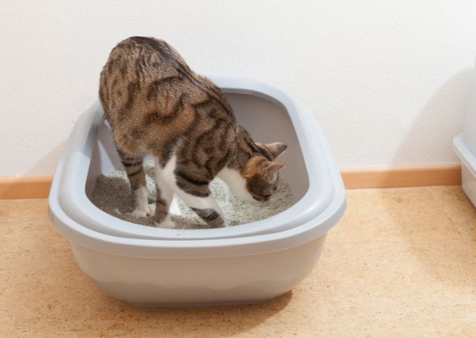 How often should you empty a cat litter trash can
