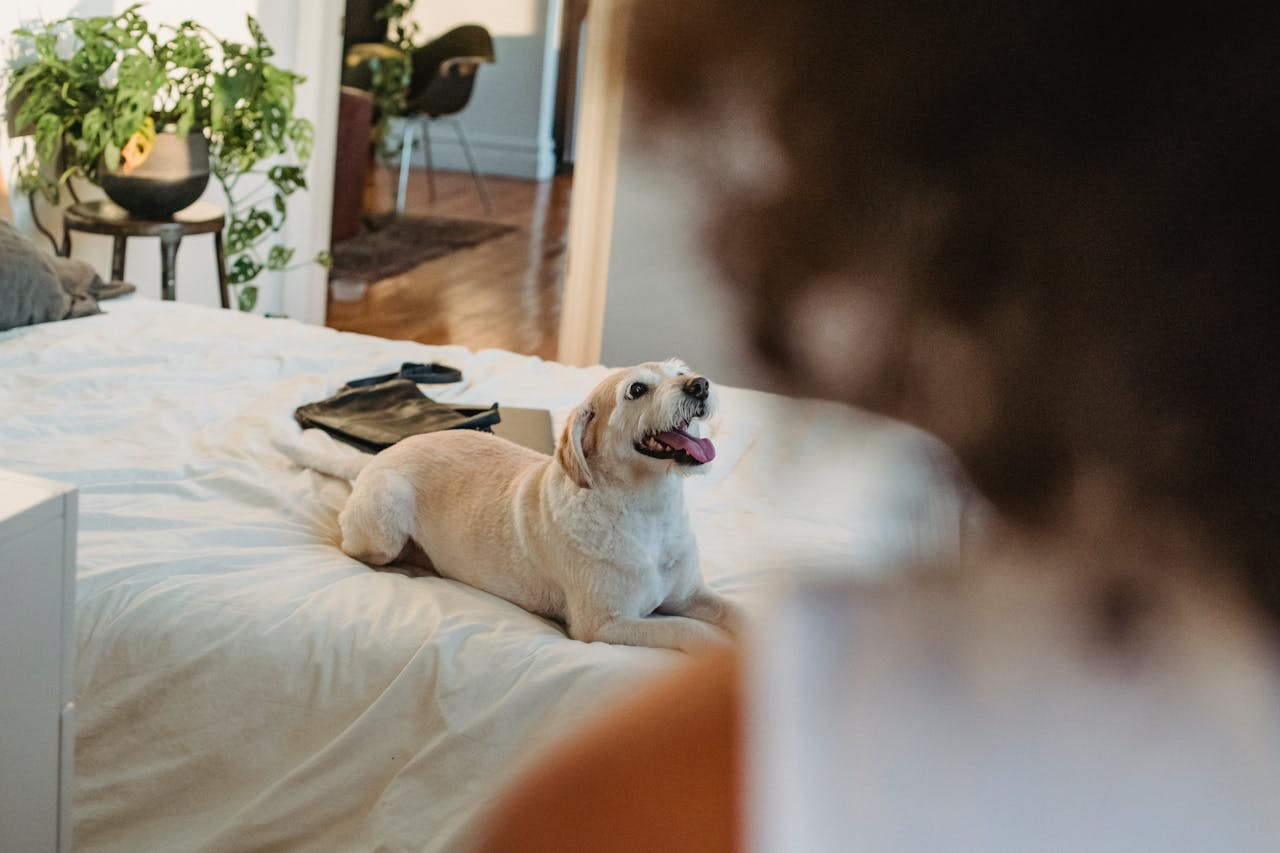 How To Train Your Dog Not To Sleep In Your Bed - Pet Trained