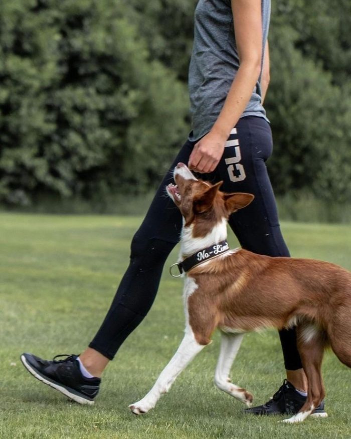 Image showcasing How To Train Your Dog To Calm Down - Pet Trained