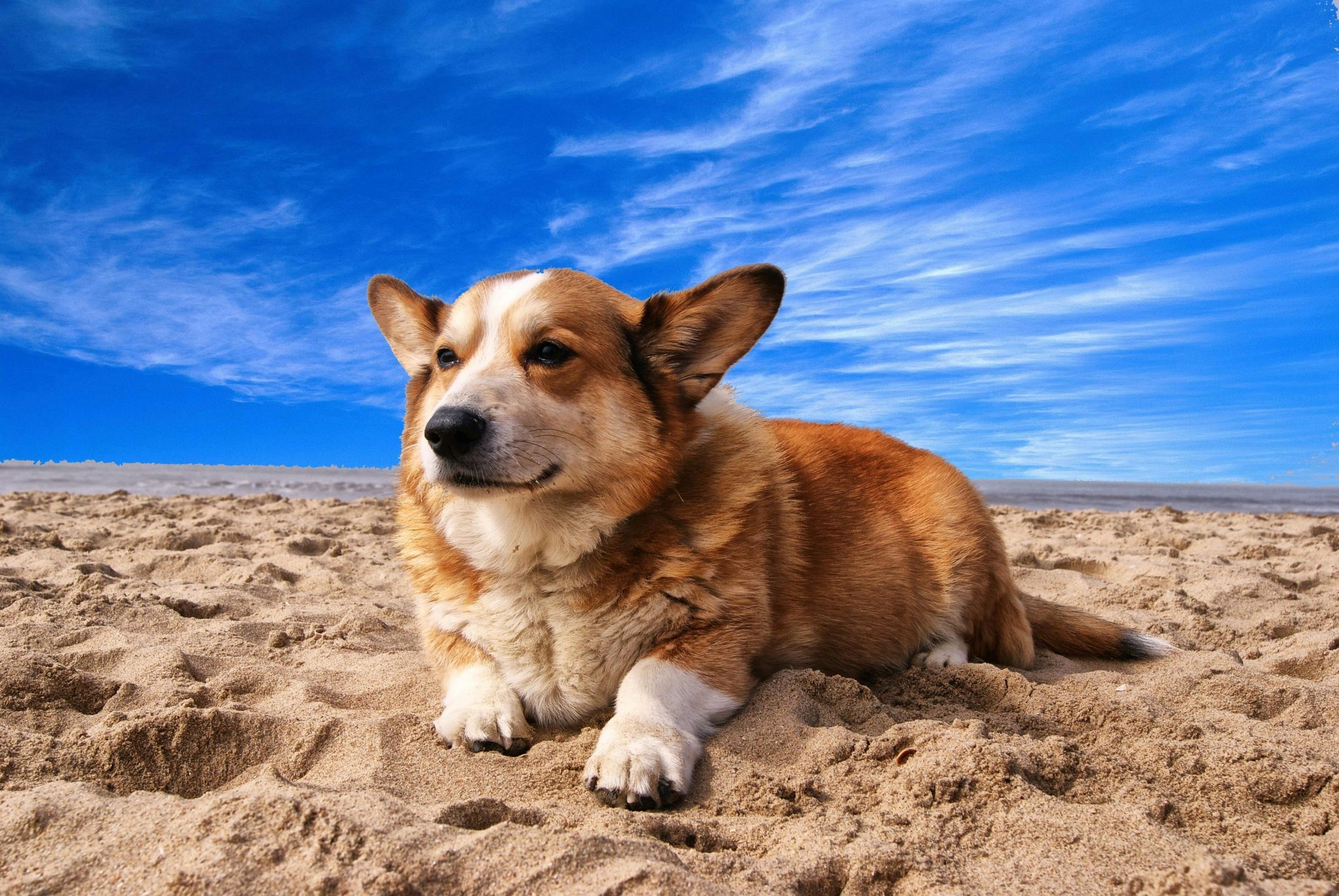 How to Train a Dog to Attack on Command - Pet Trained