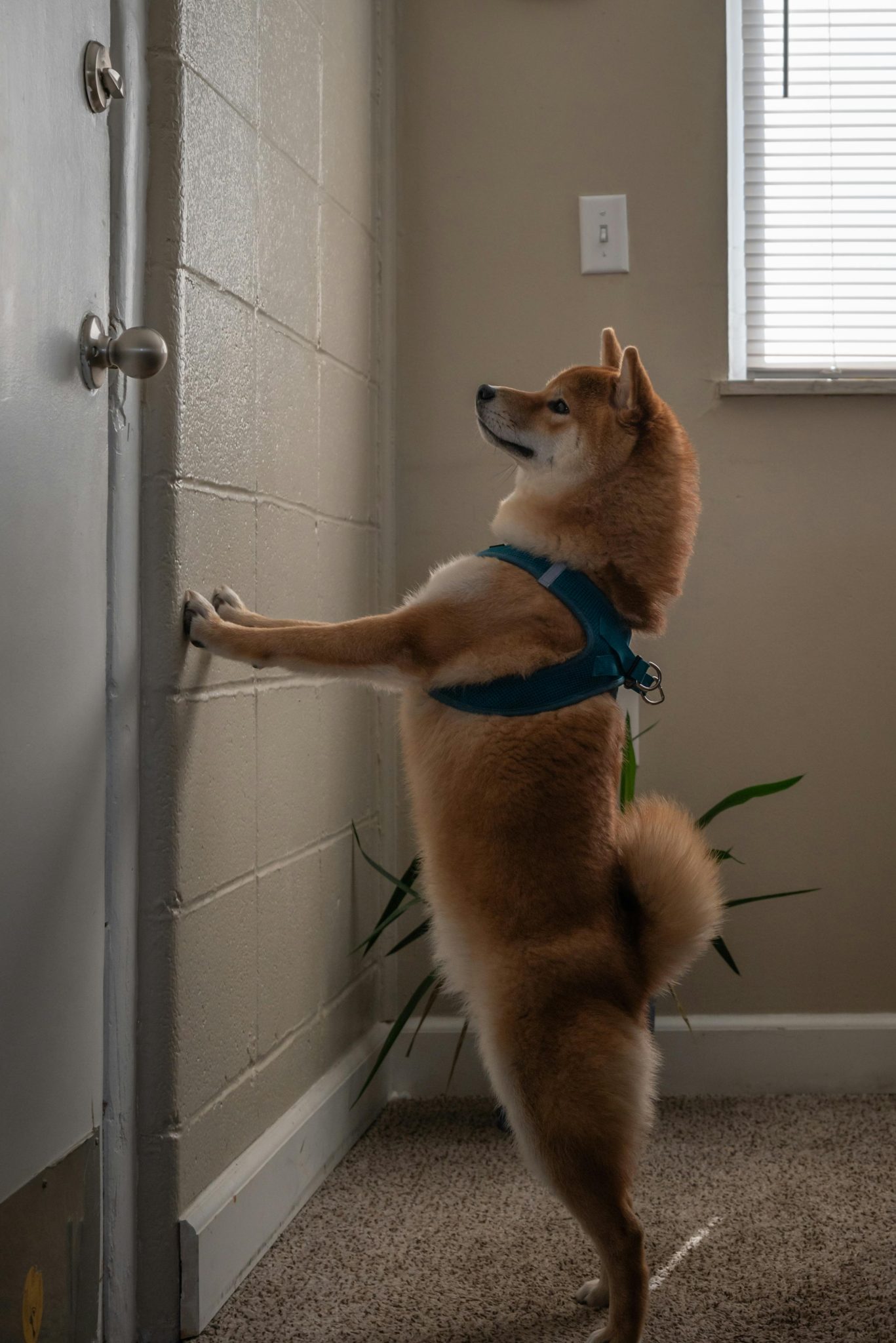Dog Touch Command How to Train Your Dog to Close the Door - Pet Trained