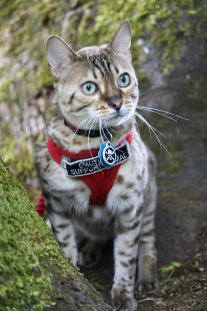 Cat Harness Training With Ifeya Blossom Xenia photo