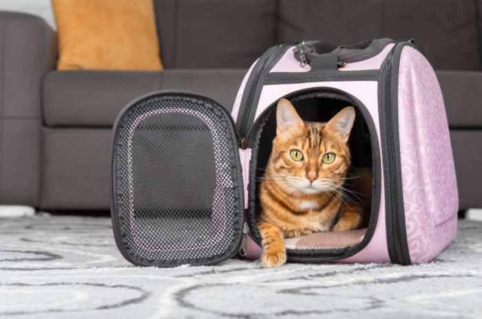 View of How To Train A Cat To Travel - Pet Trained