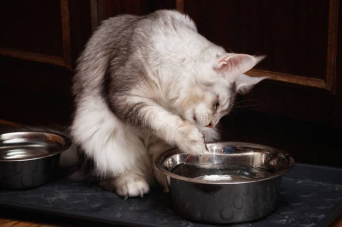 Why Do Cats Hate Water? - Pet Trained - Feline Behavior And Water Avoidance