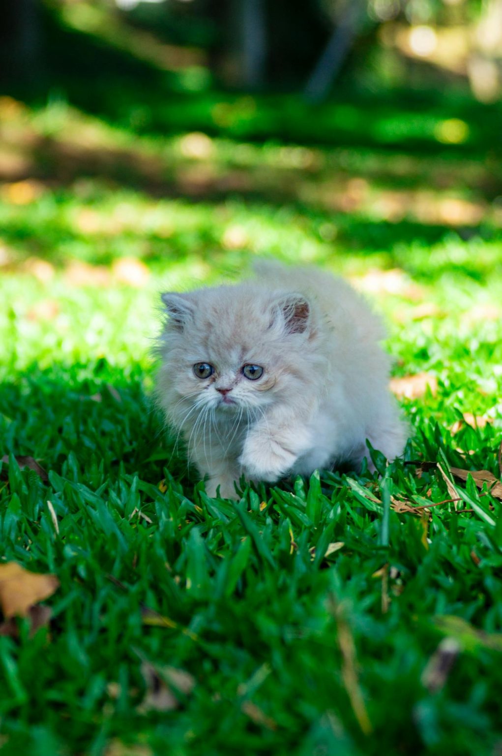 Picture of Why Do Cats Hate Water? - Pet Trained