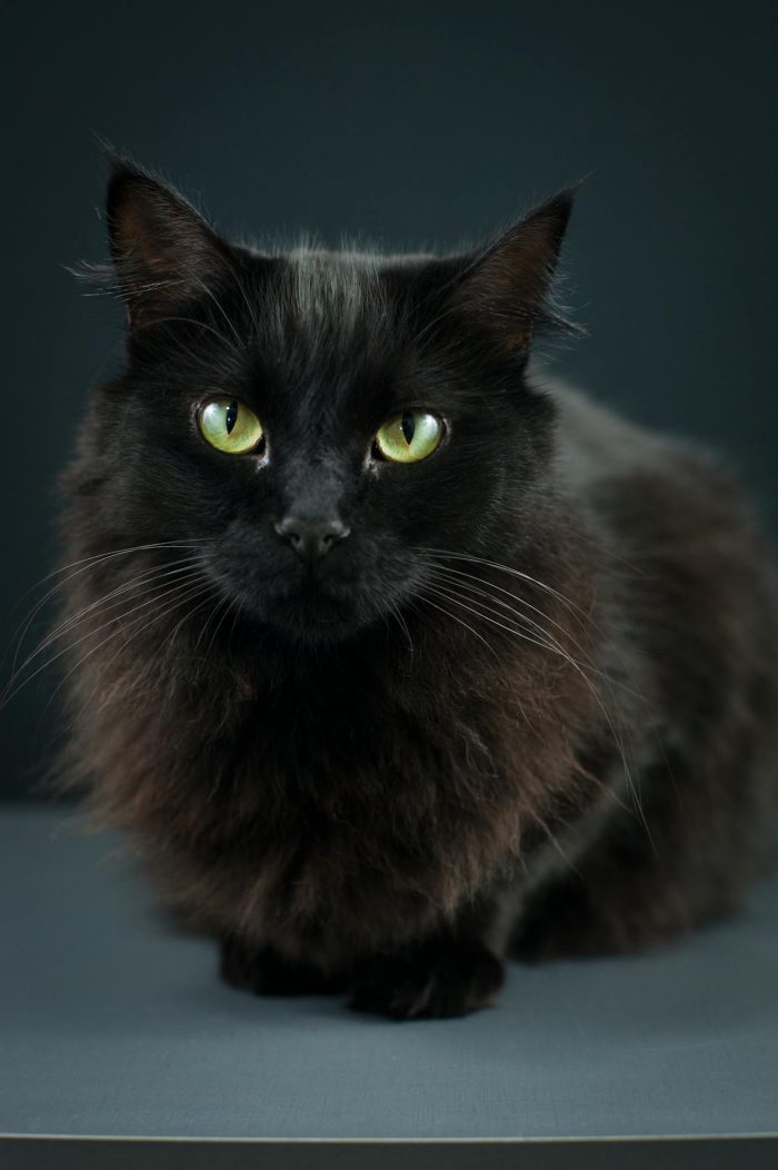 Image showcasing Why Do Cats Hate Water? - Pet Trained