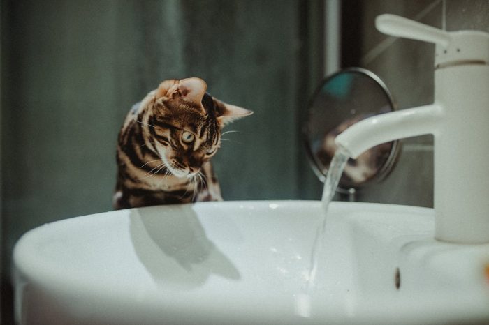Why Do Cats Hate Water? - Pet Trained