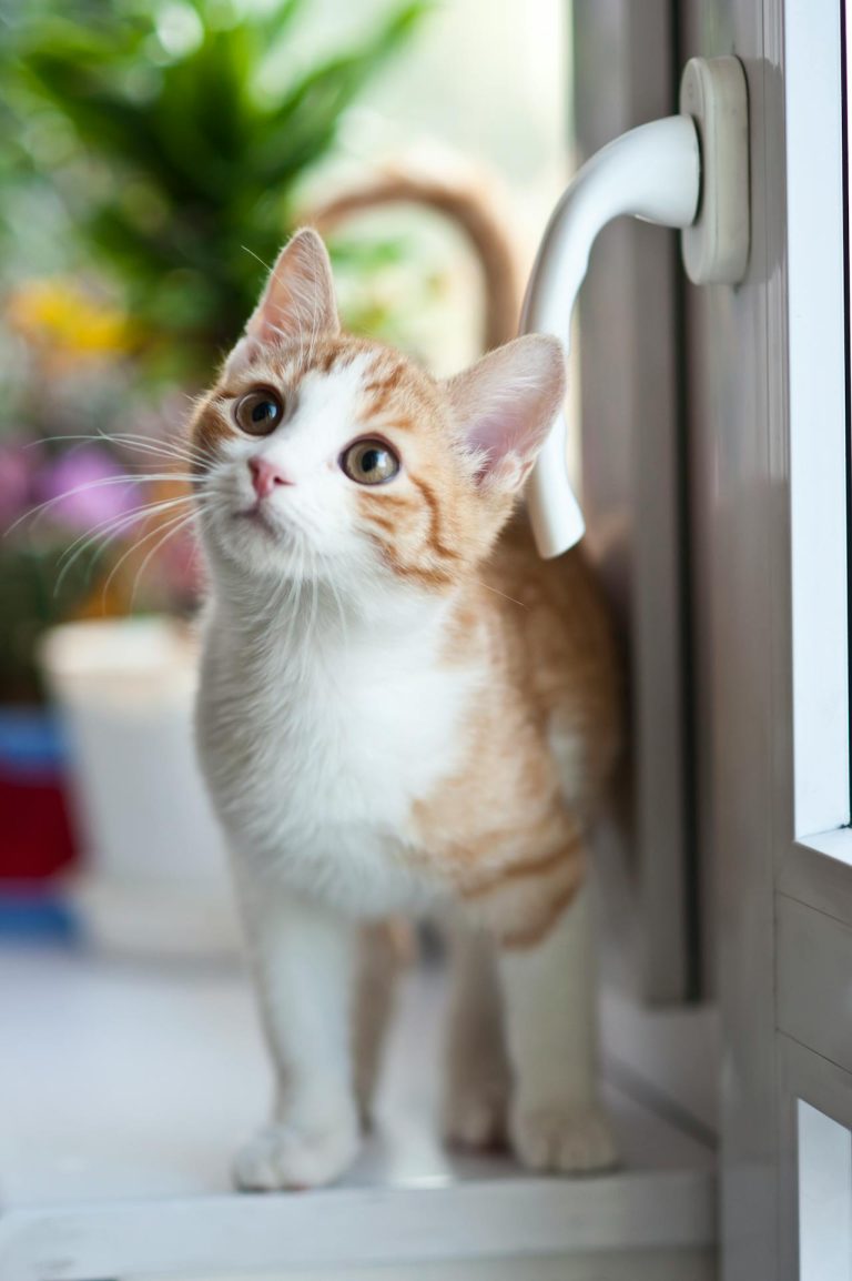 Why Do Cats Hate Water? - Pet Trained
