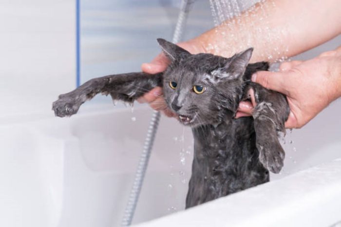 Why Do Cats Hate Water? - Pet Trained