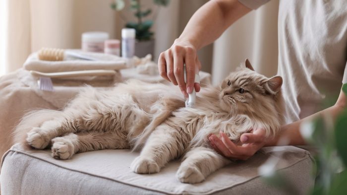 10 Tips for a Stress Free Cat Grooming Session - Pet Trained